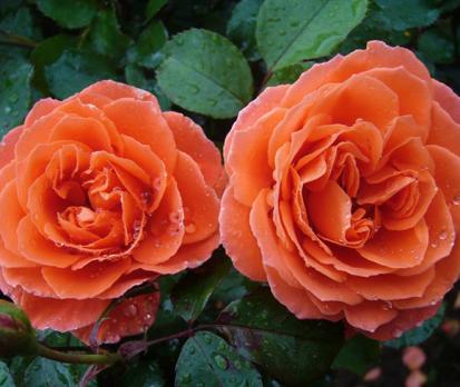 Orange-Meilove