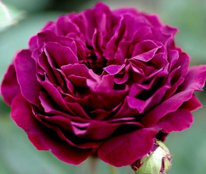 Darcey Bussell