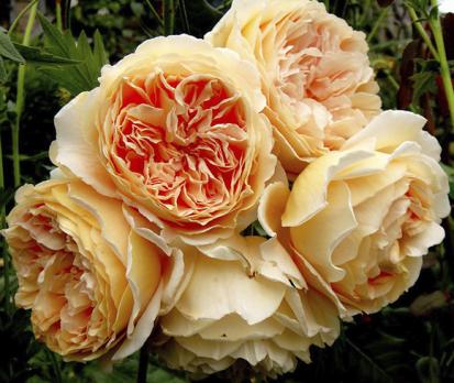 Crown Princess Margareta