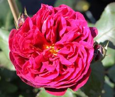 Bicentenaire de Guillot