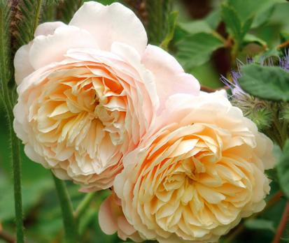 Crocus Rose