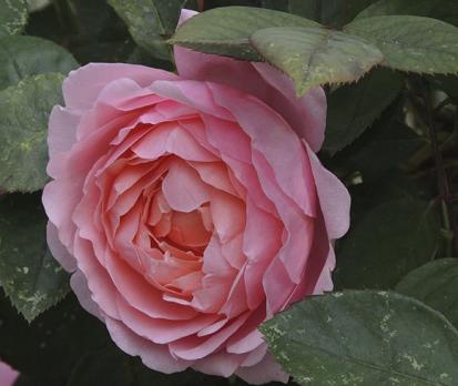 Brother Cadfael