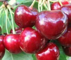 Черешня Крупноплодная