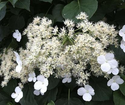 Гортензия Аномалия Петиоларис (Черешковая)
