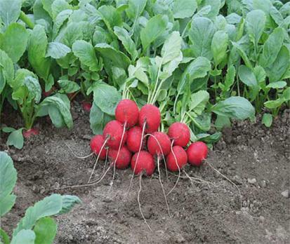 Редис Ребел 0,5г (Голландия)