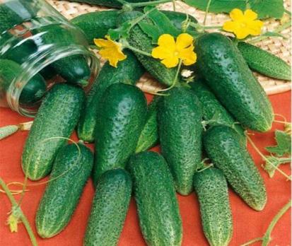 Огурец Конни F1 0,5 г